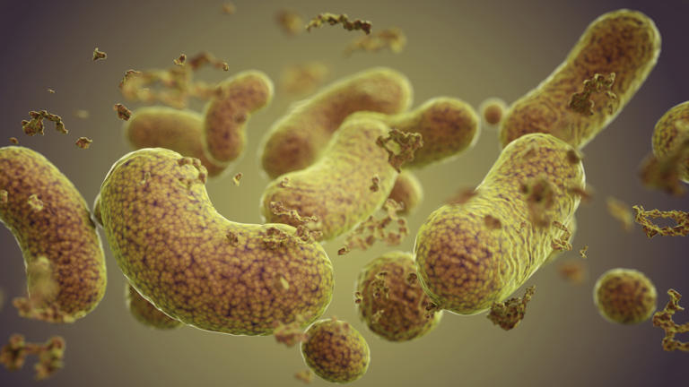 Bactérias no intestino podem indicar diagnóstico de Alzheimer, sugere estudo