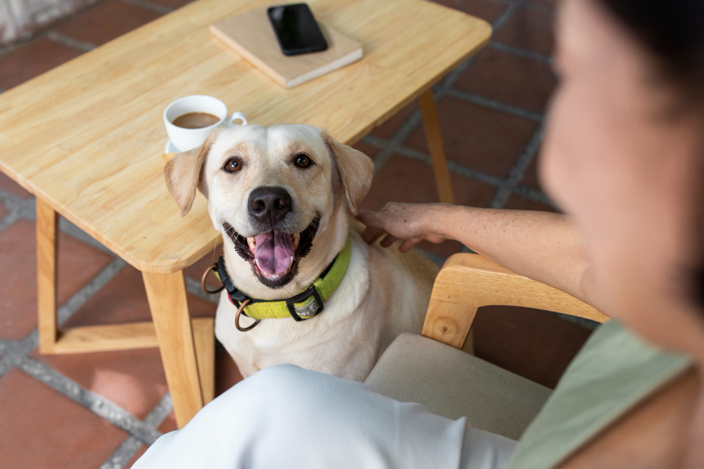 cérebros de humanos e cães se sincronizam