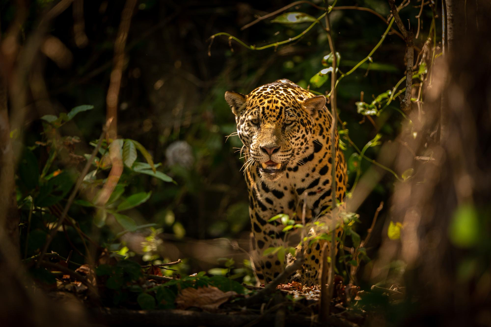 curiosidades sobre a Amazônia