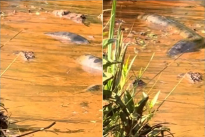Turistas encontram sucuri gigante em rio; assista