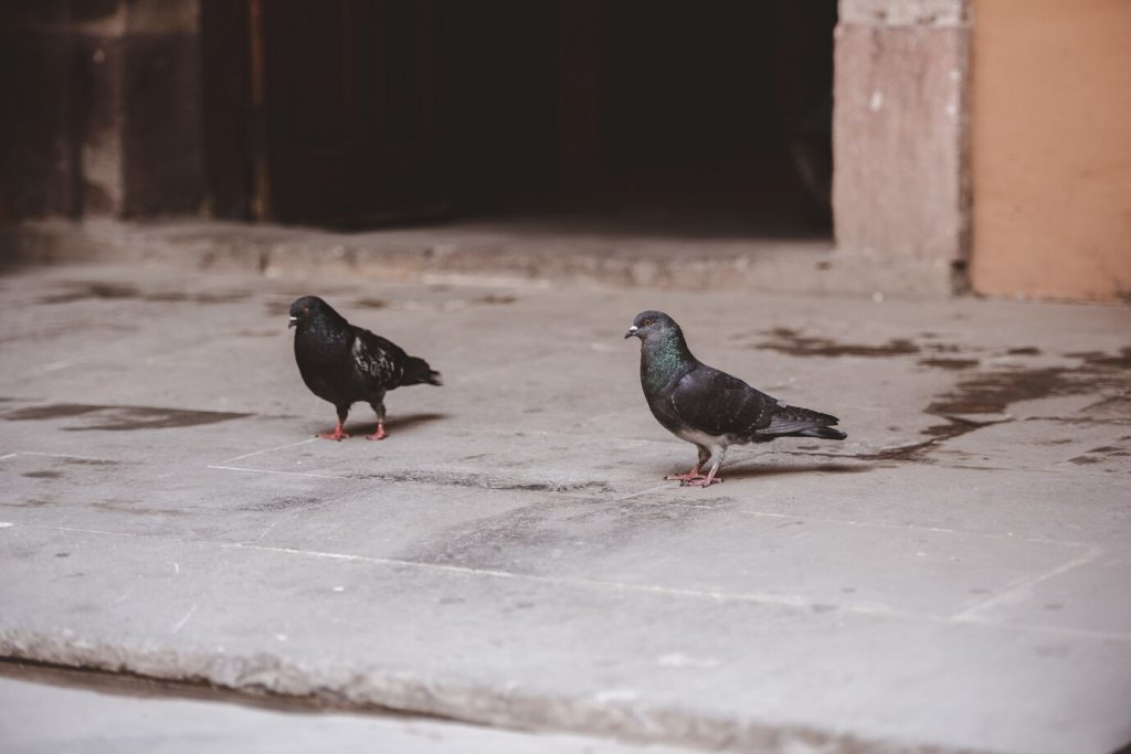 6 animais que você não fazia ideia que eram extremamente inteligentes