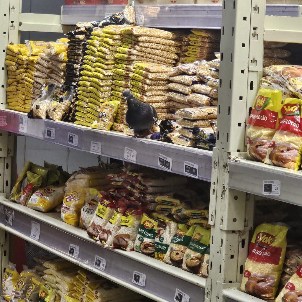 Vídeo: clientes flagram pombo comendo milho dentro do supermercado Nova Era