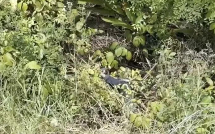 Corpo é encontrado apodrecendo em matagal no Amazonas
