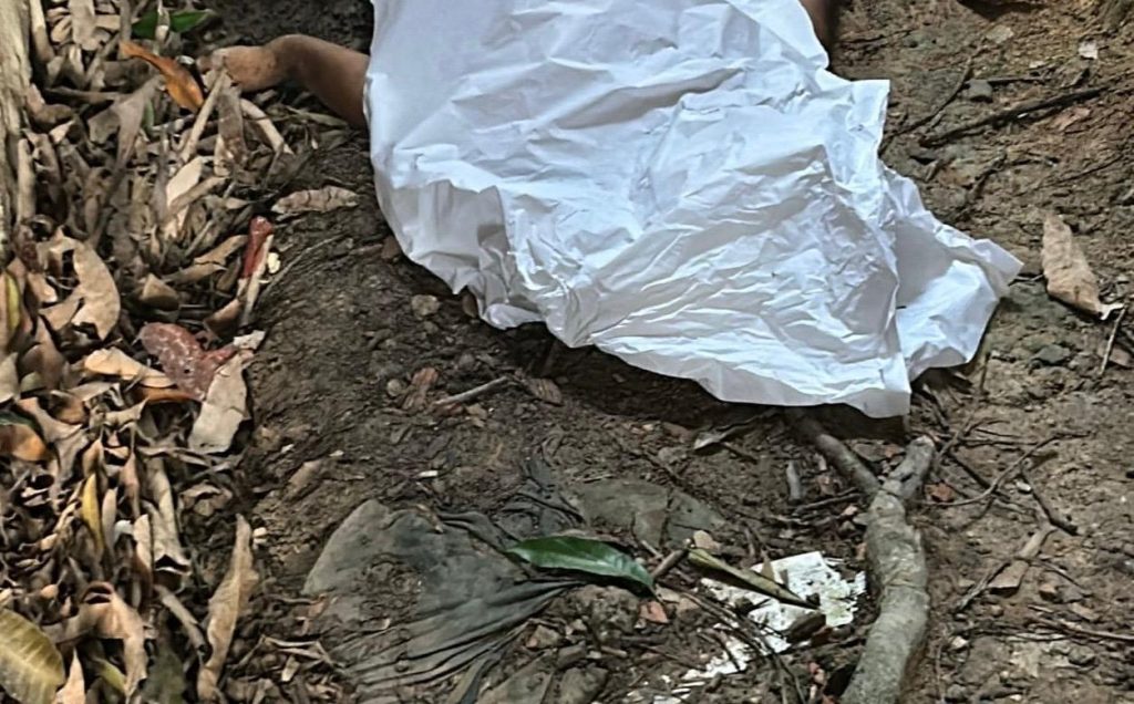 Fatalidade: homem morre após cair de árvore em Manaus