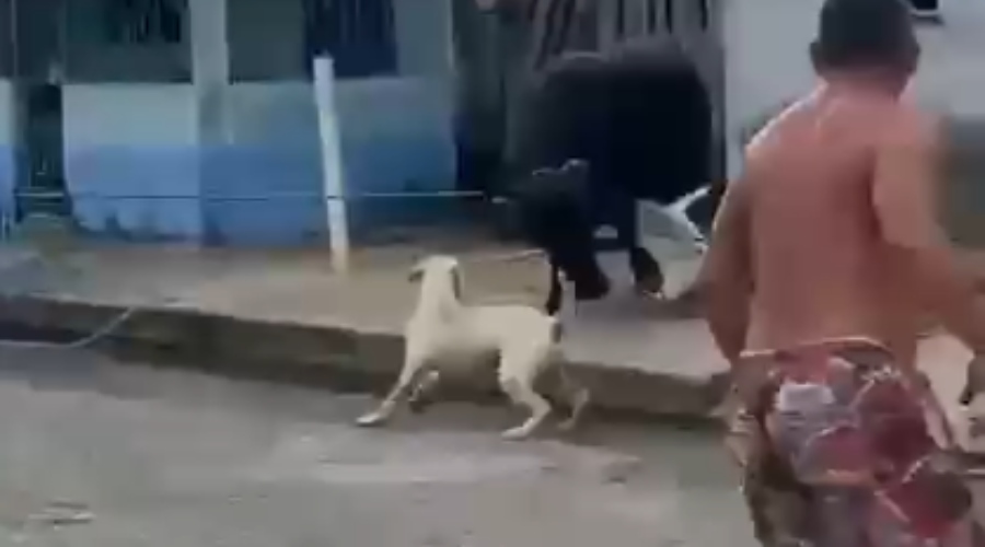 búfala foge matadouro invade casa Amazonas