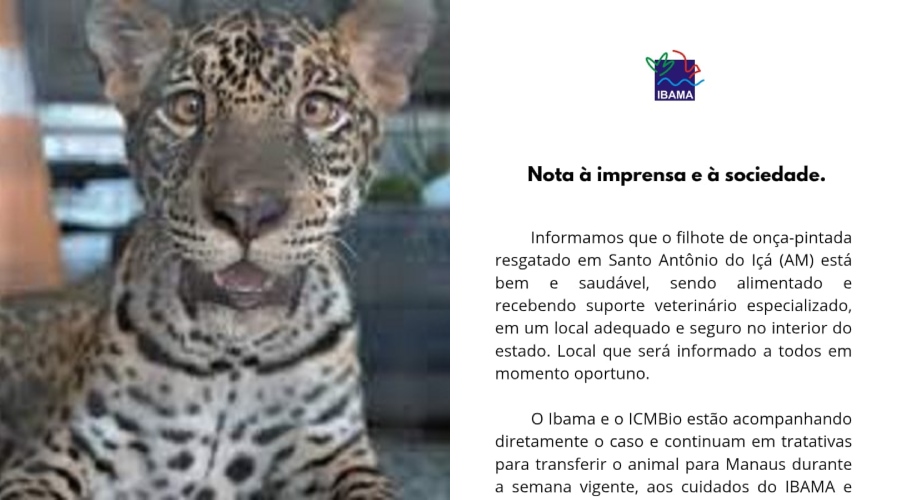 caso do filhote de onça Golias