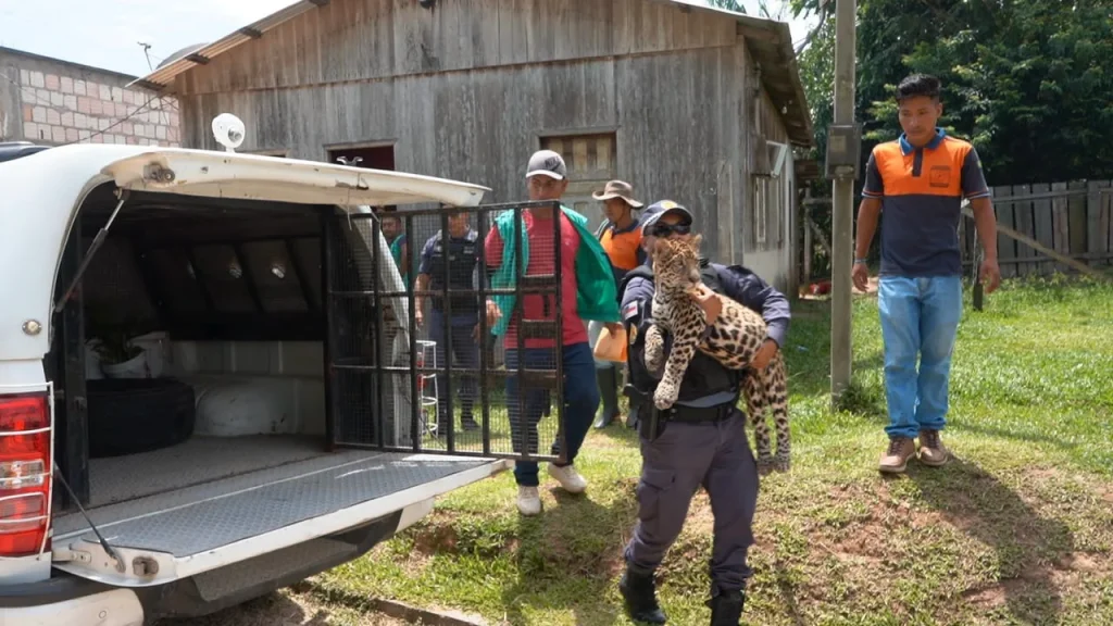 Filhote de onça resgatado em Santo Antônio do Içá era criado como pet