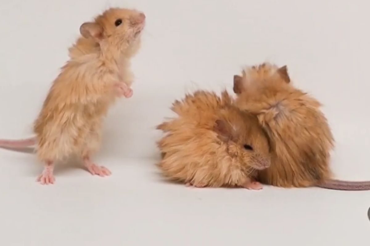 Empresa que busca ‘reviver’ animais extintos 