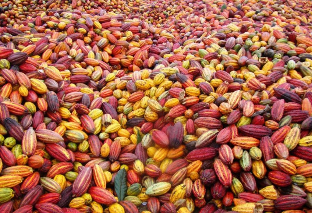Foto: Divulgação/Idam
