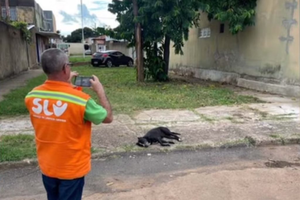 pit bull ataca homem