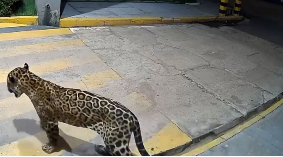 onça-pintada vídeo condomínio residencial