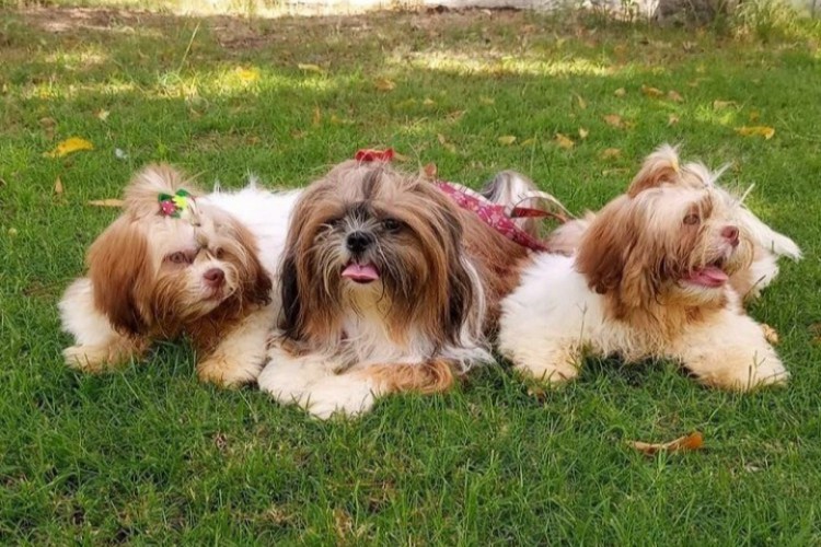 cachorro shih tzu: tudo o que você precisa saber antes de adotar