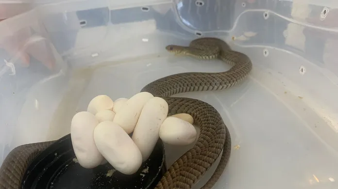 Cobra-cipó (Chironius)