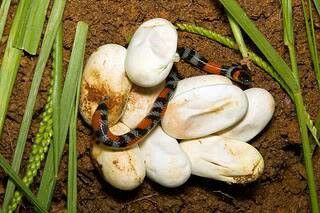 Foto de ovo de Cobra-coral verdadeira