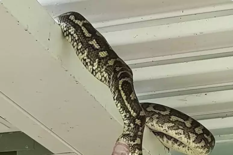 Cobra fazendo cocô viraliza na web; veja imagem