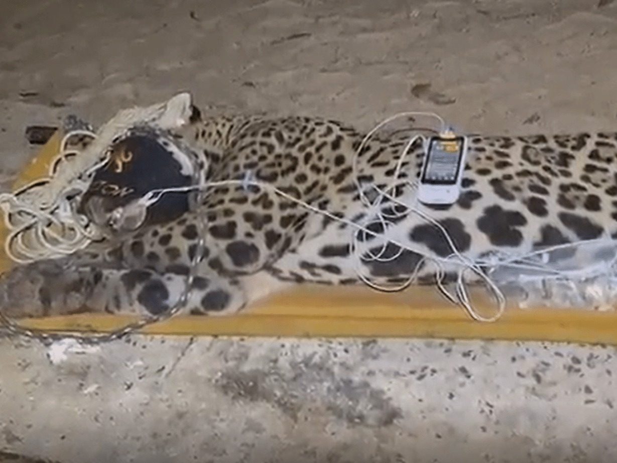 Onça envolvida que atacou caseiro passa por avaliação; veja o estado de ...