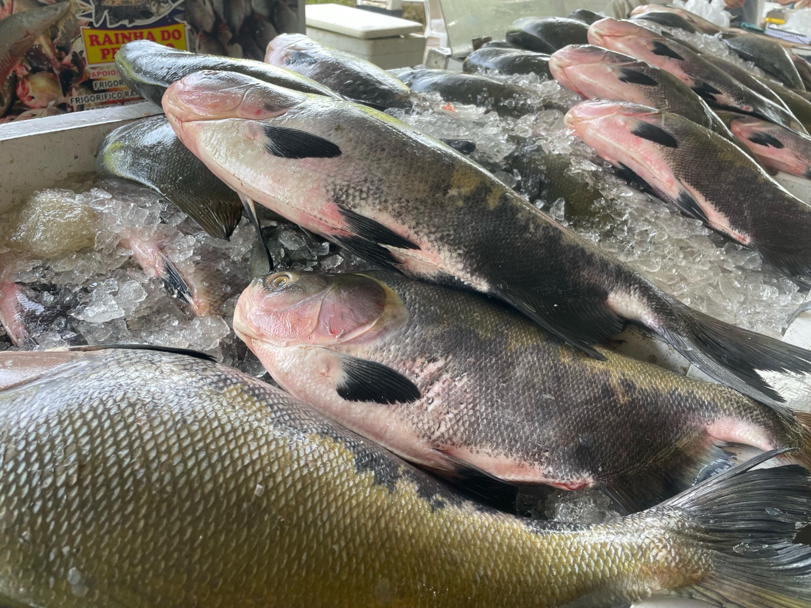 Equipe da Prefeitura de Manaus realizando a entrega gratuita de peixes para a população da zona Norte.
