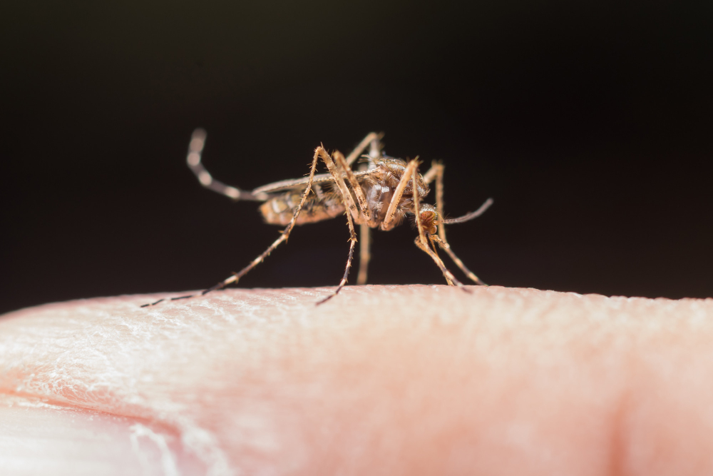 mosquito da dengue