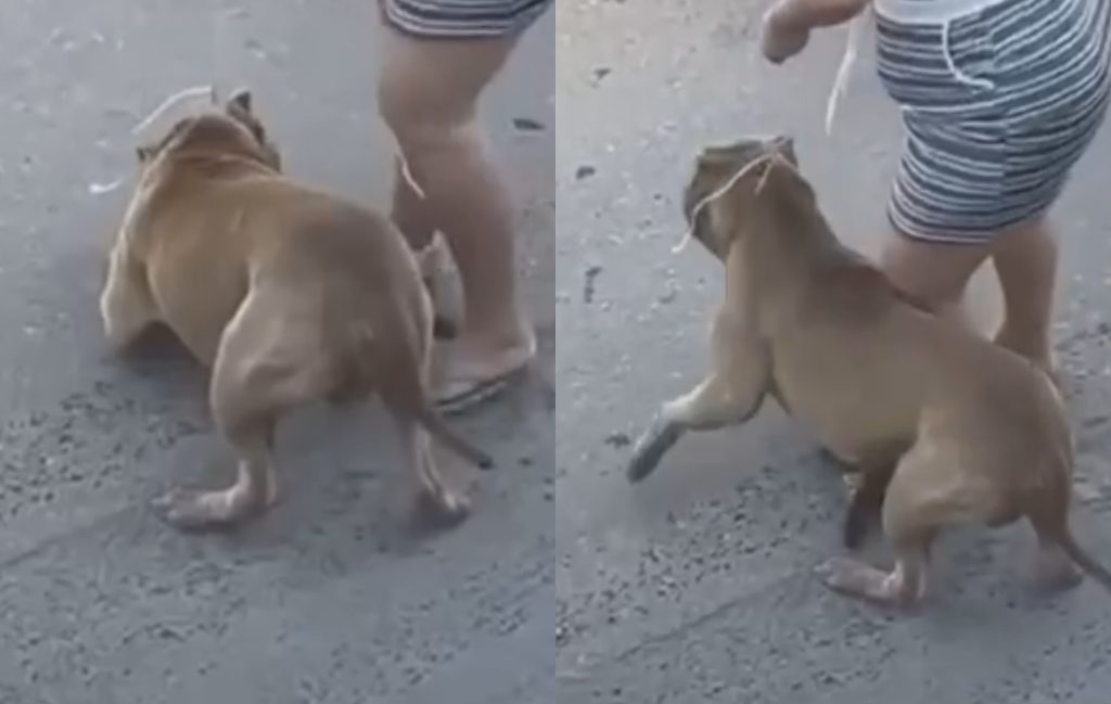 Ataque de Pitbull em rua de Manaus choca moradores e reacende debate sobre perigo da raça; veja vídeo
