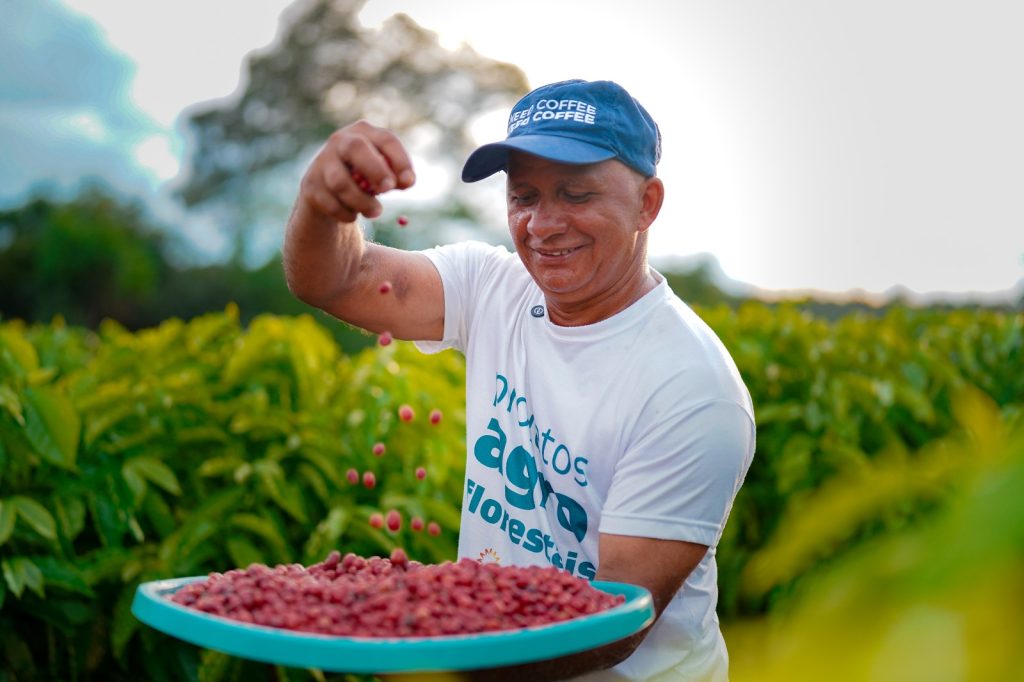 Com apoio da Eneva, café sustentável de Silves tem primeira colheita e já conquista reconhecimento nacional