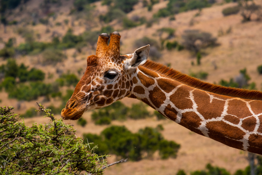 Curiosidades sobre as girafas