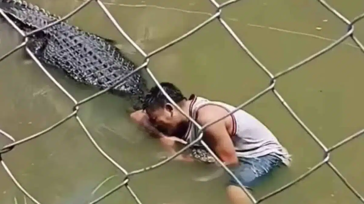 turista é atacado por crocodilo