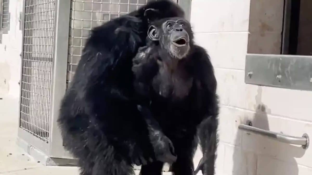  chimpanzé vê a luz do sol pela primeira vez
