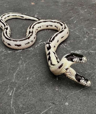 Foto Cobra com duas cabeças: um fenômeno raro na califórnia