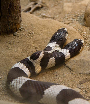 Cobra com duas cabeças: um fenômeno raro na califórnia tem veneno?
