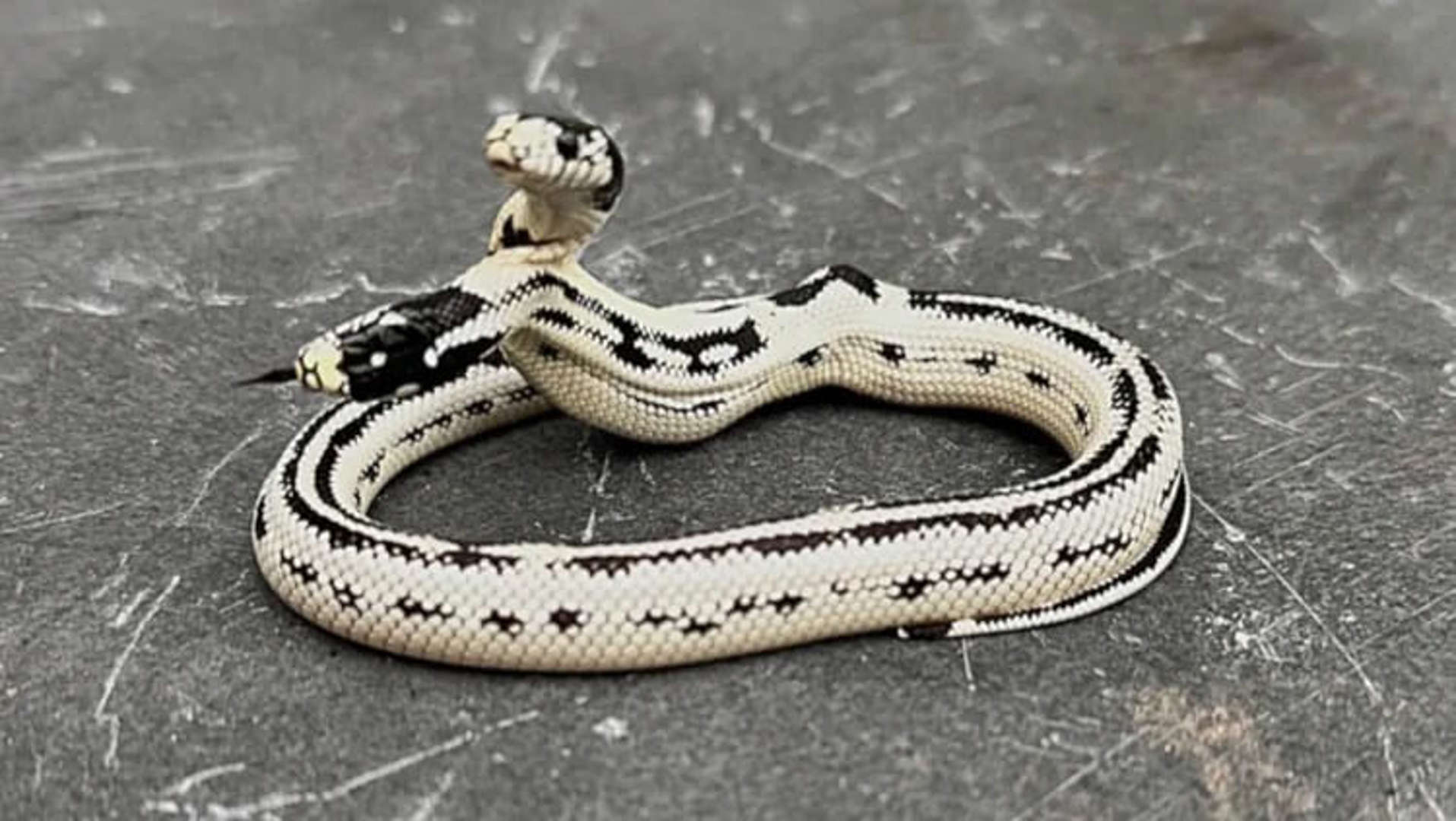 Cobra com duas cabeças: um fenômeno raro na califórnia