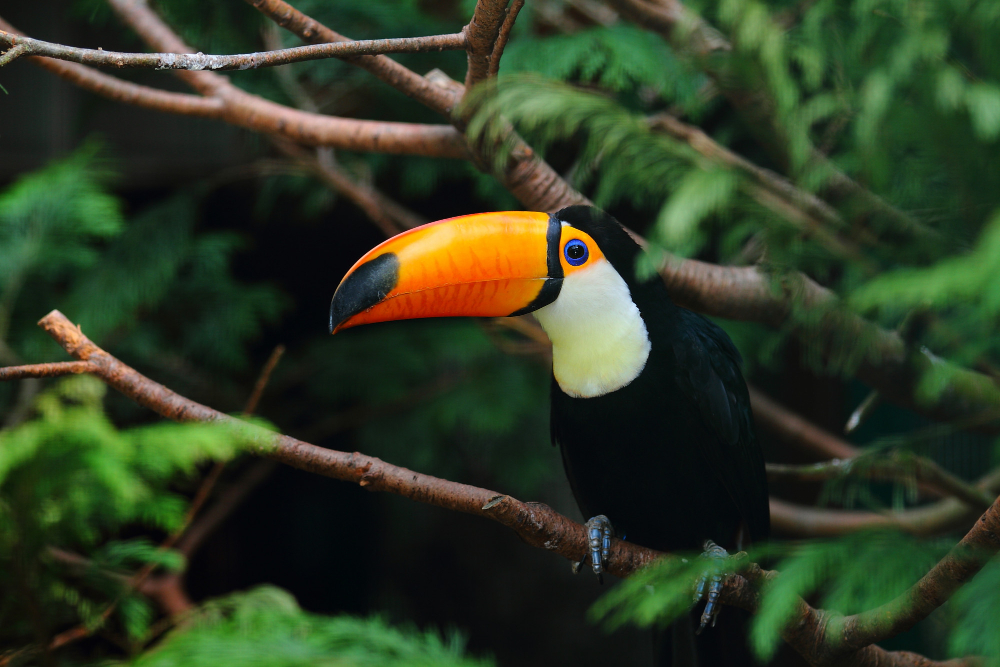 curiosidades sobre o tucano