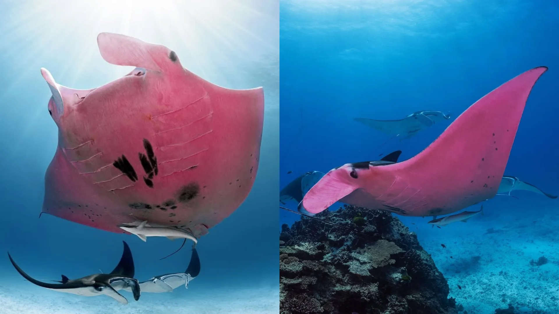 Única arraia-manta rosa do mundo encanta na grande barreira de corais