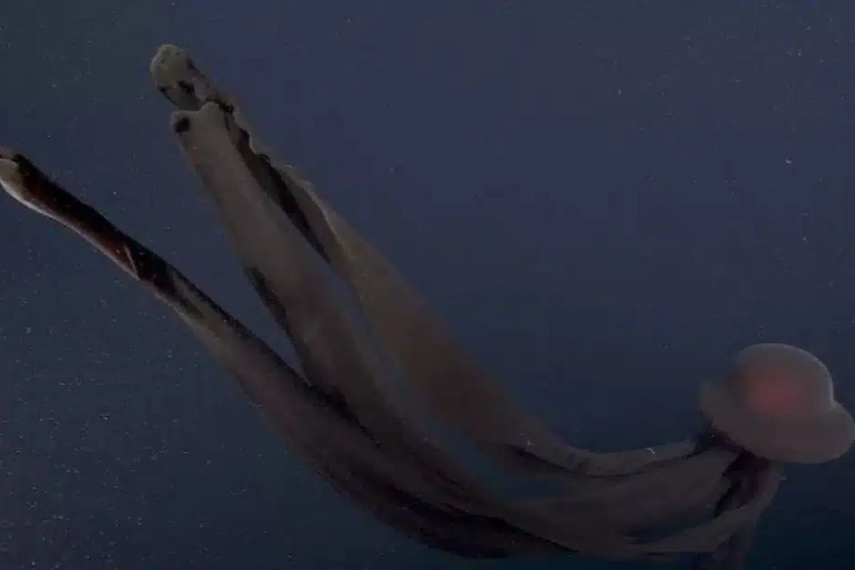 medusa fantasma gigante