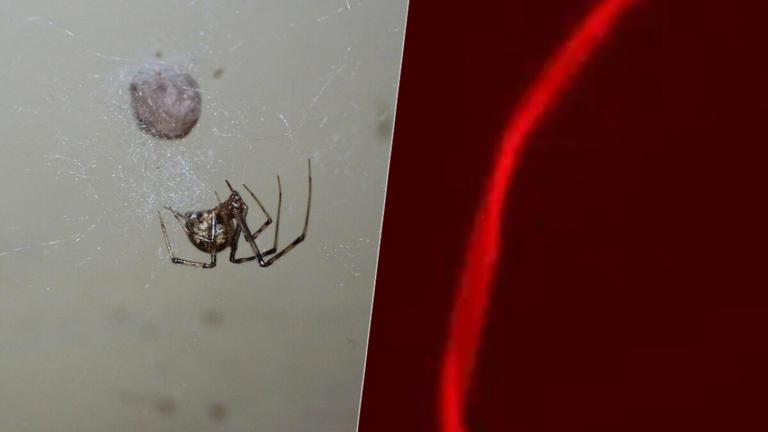 Aranha mutante: teia vermelha fluorescente abre novos caminhos para a ciência
