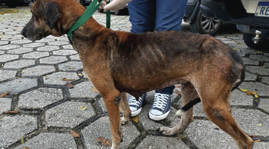 Homem é preso por deixar cadela quase morrer de fome e infestada de carrapatos em Manaus