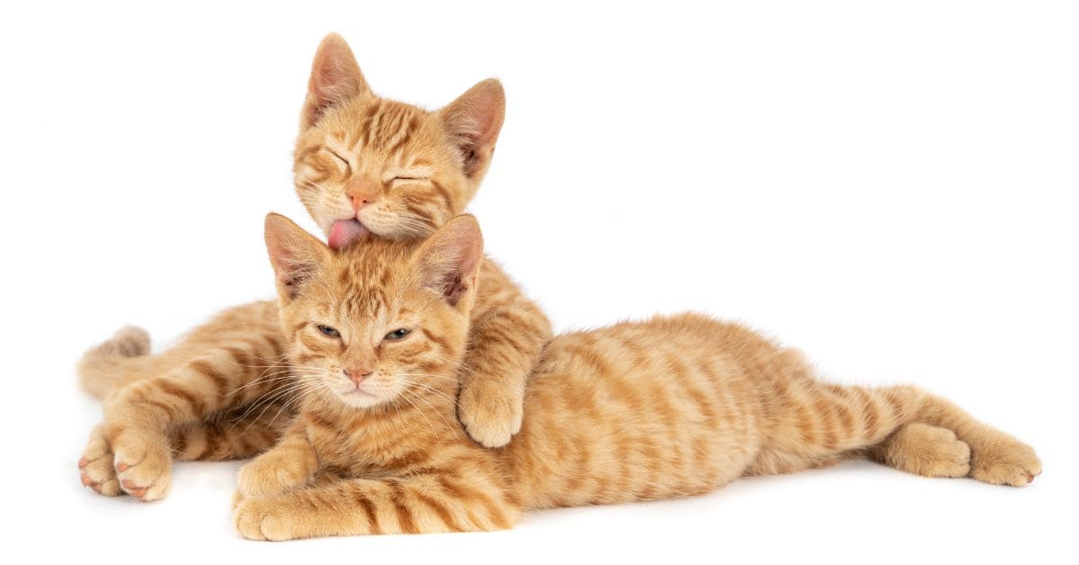 Por que os gatos ronronam Entenda o que a ciência já descobriu sobre o som felino