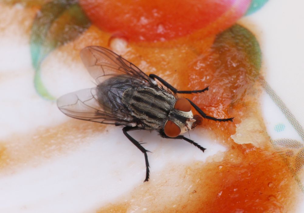 Inseto pode revolucionar pesquisa biomédica no Brasil