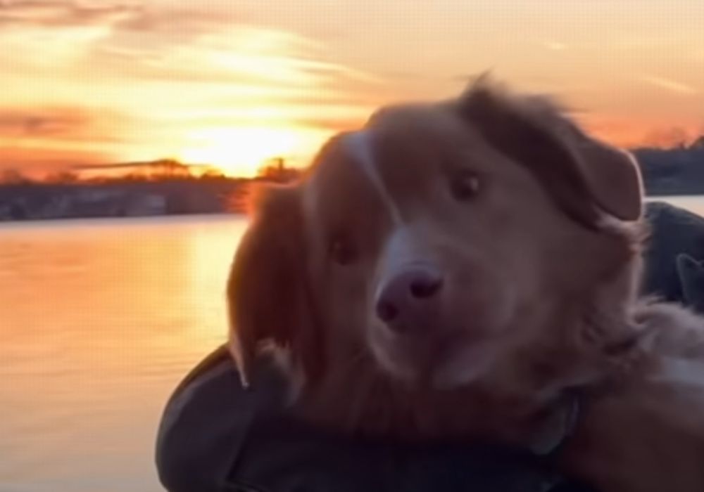 Trailer Good Boy