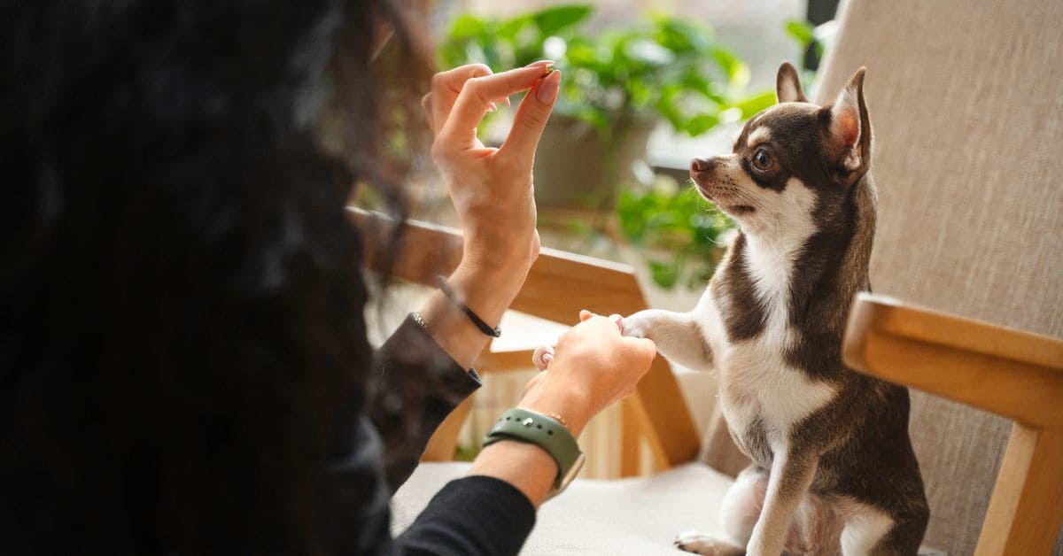 conversar com pets como humanos