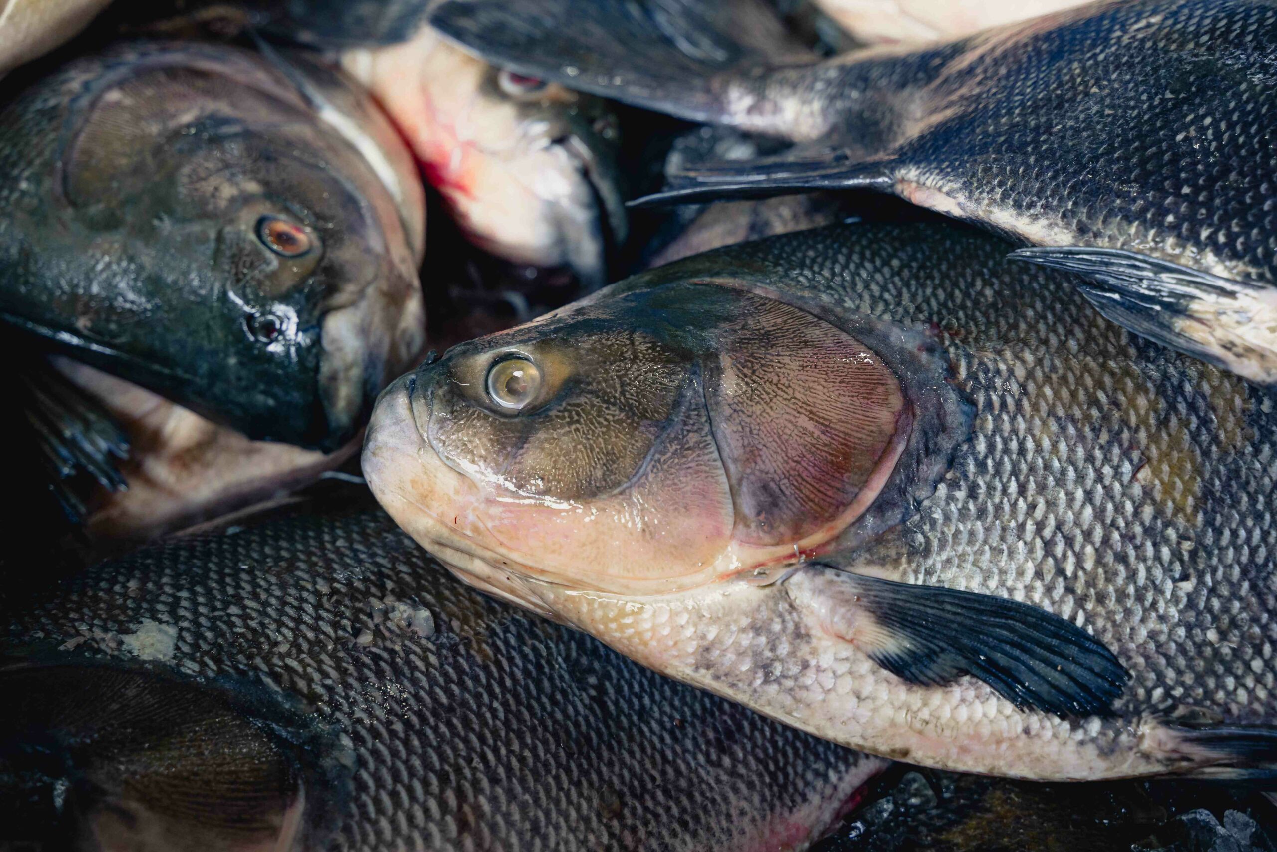 Exemplar de peixe tambaqui em seu habitat natural nos rios da região amazônica durante o fim do período de defeso