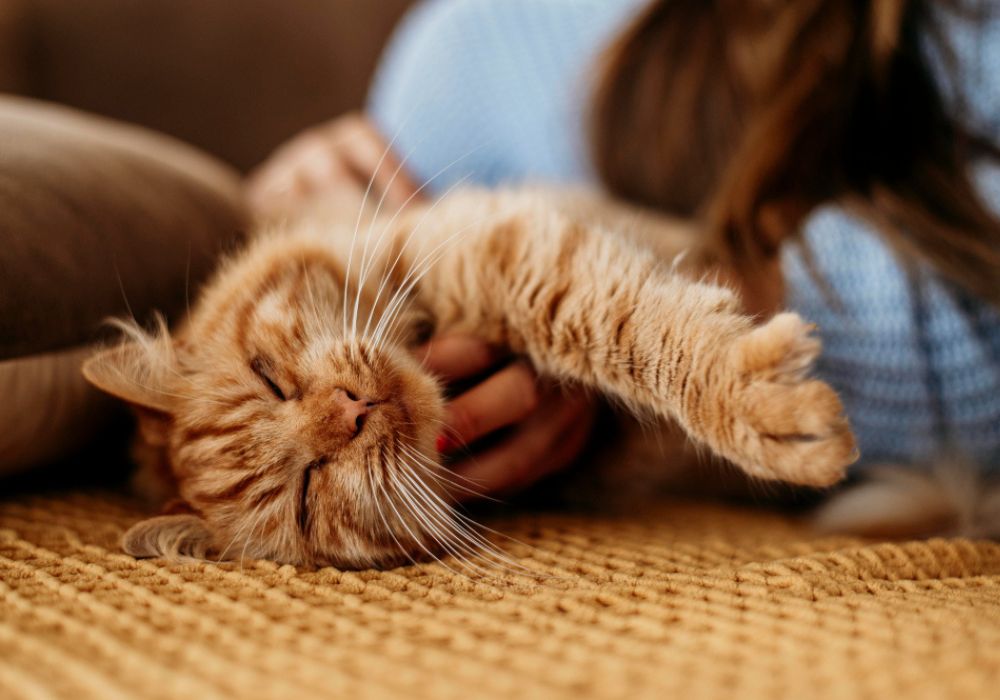 como conquistar meu gato