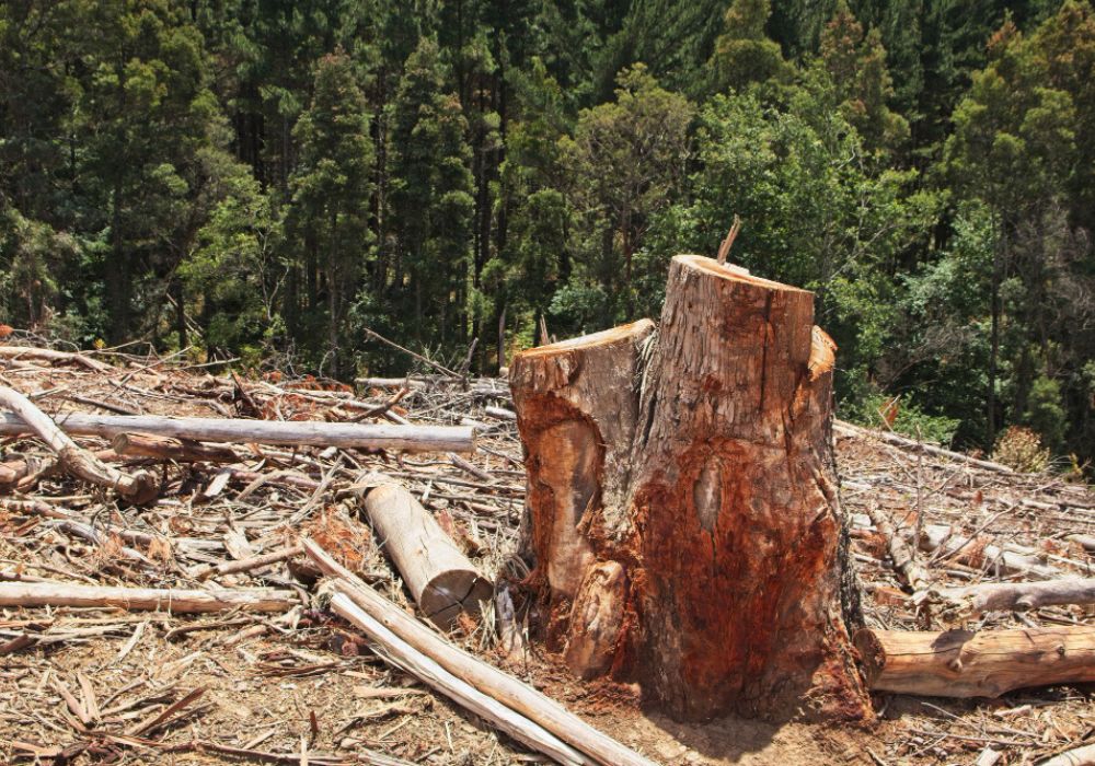 desmatamento Amazônia queda de chuvas