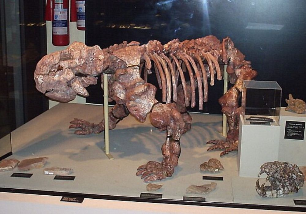dicinodonte Rastodonimonio