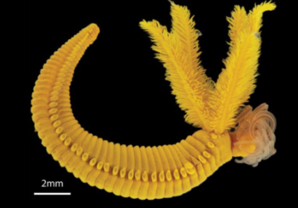 verme-marinho pigmento amarelo