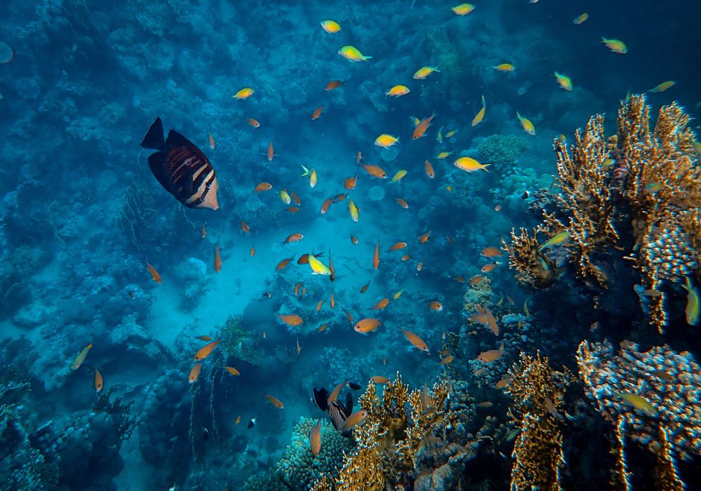 vida marinha em explosivos submersos