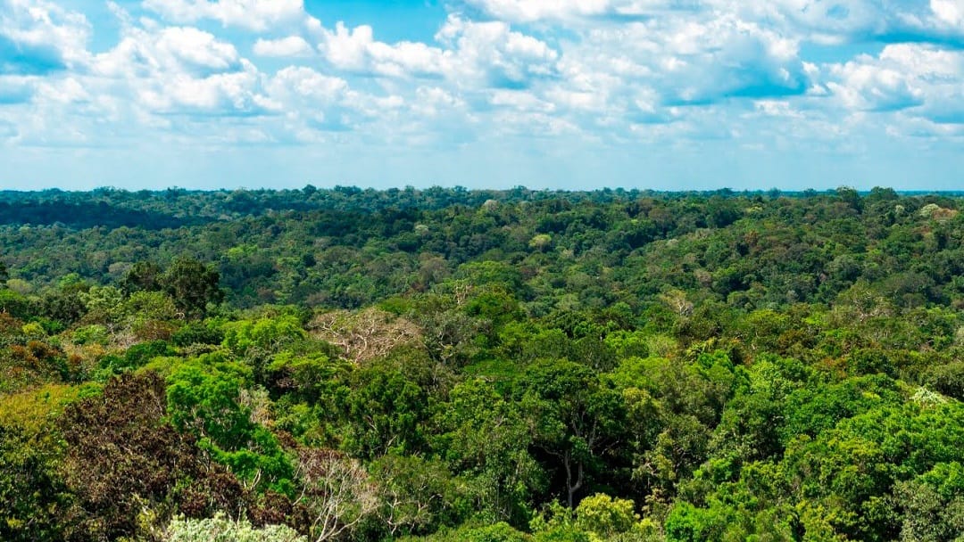 redução de focos de calor no amazonas em janeiro de 2026