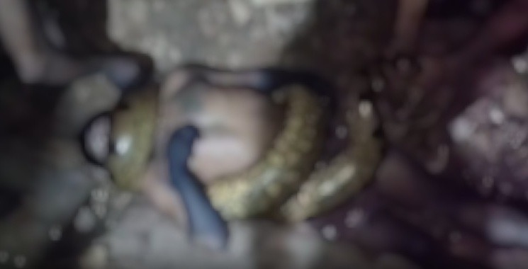 Homem morre esmagado por jiboia gigante em comunidade indígena; veja vídeo