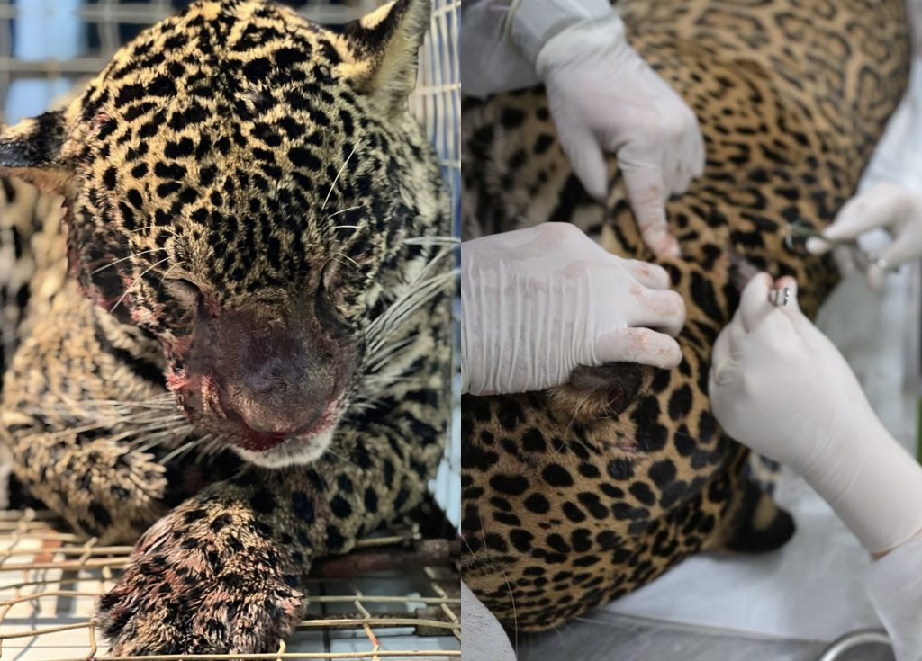 Veja como está a onça-pintada resgatada com ferimentos no Rio Negro em Manaus