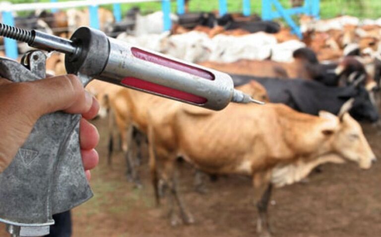 Imagem informativa sobre controle da raiva em herbívoros em Presidente Figueiredo