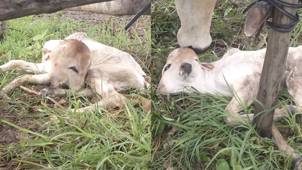 Bezerra nasce com duas cabeças em fazenda no interior do Amazonas